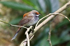 Rufous Fantail